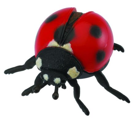 COLLECTA - Beruška