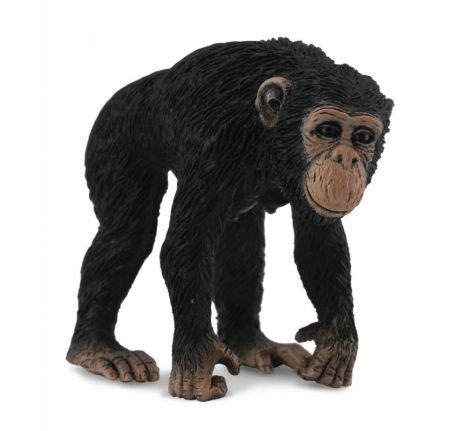 Collecte - Šimpanz - samice