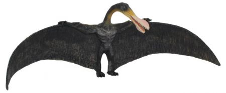 Collecte - ornithocheirus